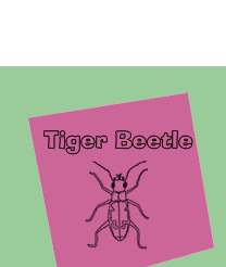 Tiger Beetle