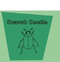 Scarab Beetle