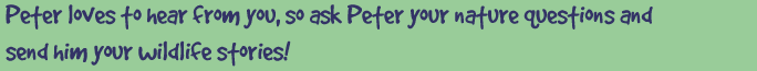 Peter loves to hear from you, so ask Peter your nature questions and send him your wildlife stories!