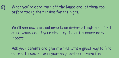 6)  When you're done, turn off the lamps and let them cool before taking them inside for the night.     You'll see new and cool insects on different nights so don't get discouraged if your first try doesn't produce many insects.  Ask your parents and give it a try!  It's a great way to find out what insects live in your neighborhood.  Have fun!