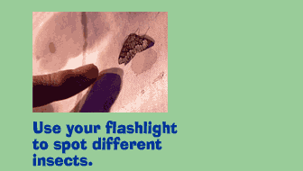 Use your flashlight to spot different insects.