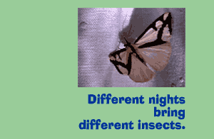 Different nights bring different insects
