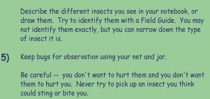 Describe the different insects you see in your notebook, or draw them.  Try to identify them with a Field Guide.  You may not identify them exactly, but you can narrow down the type of insect it is.  5)  Keep bugs for observation using your net and jar.    Be careful -- you don't want to hurt them and you don't want them to hurt you.  Never try to pick up an insect you think could sting or bite you.