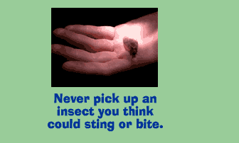Never pick up an insect you think could sting or bite.